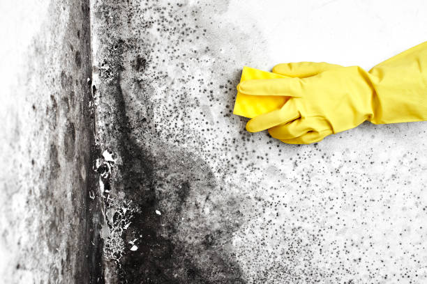 Best Mold Removal Company Near Me  in Cupertino, CA