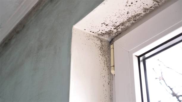 Best Toxic Mold Removal  in Cupertino, CA