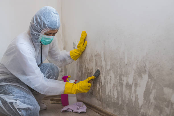 Professional Mold Removal in Cupertino, CA