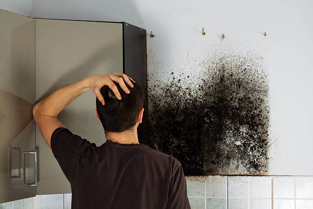 Best Mold Removal Near Me  in Cupertino, CA