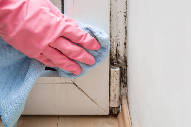Best Professional Mold Removal  in Cupertino, CA